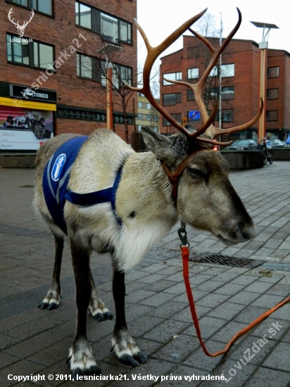 sob polície v Rovaniemi