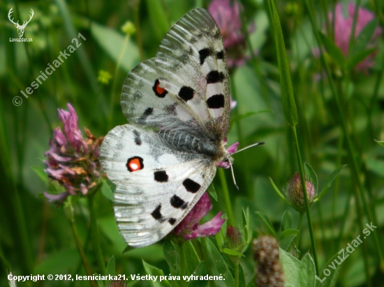 Parnassius apollo