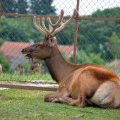 HLÍDAČ