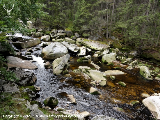 ŠUMAVA - ŘÍČKA VYDRA