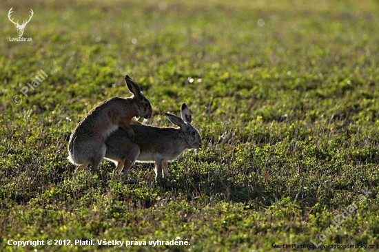 Zajíc polní (Lepus europaeus)