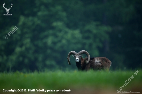 Muflon (Ovis musimon - European mouflon)