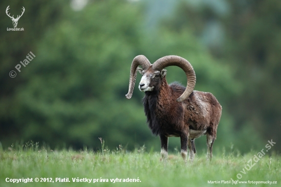 Muflon (Ovis musimon - European mouflon)