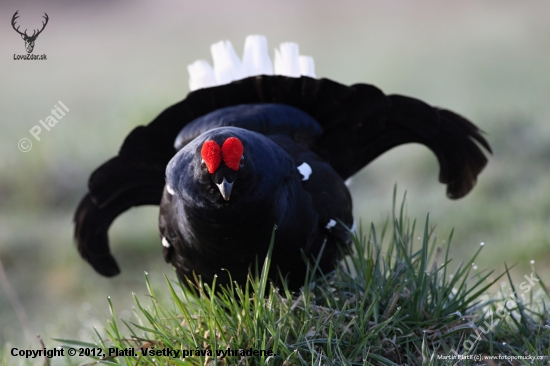 Tetřívek obecný (Tetrao tetrix - Black Grouse)