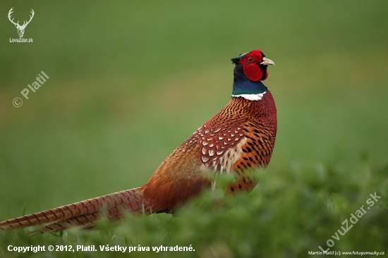 Bažant obecný (Phasianus colchicus - Common Pheasant))