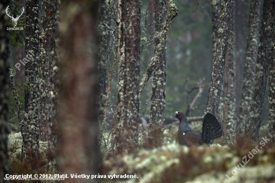 Tetřev hlušec - (Tetrao urogallus - Capercaillie)