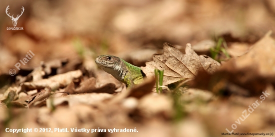 Ještěrka zelená (Lacerta viridis)