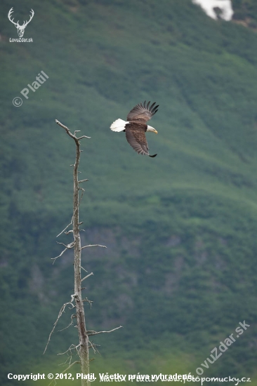 Orel bělohlavý - Bald Eagel