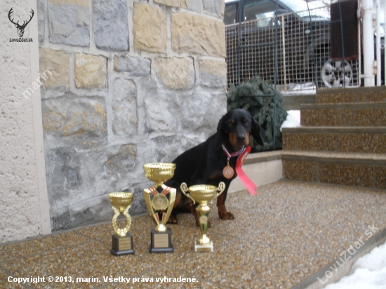 Seli spod Kunovej - MVP Nitra 2013  V1,CAC,CACIB,BOB,3.miestoBOG,4.miesto Cena náro