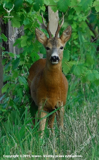 nový objav