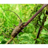 vrzúnik sosnový,-- Monochamus galloprovincialis ,Cerambycidae