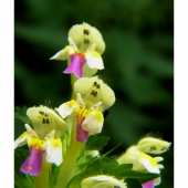 konopnica úhľadná     / Galeopsis speciosa Mill./