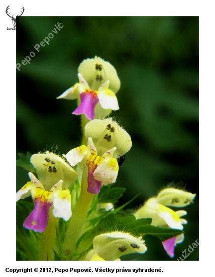 konopnica úhľadná     / Galeopsis speciosa Mill./