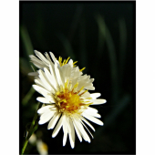 astra kopijovitolista/Aster lanceolatus Willd./