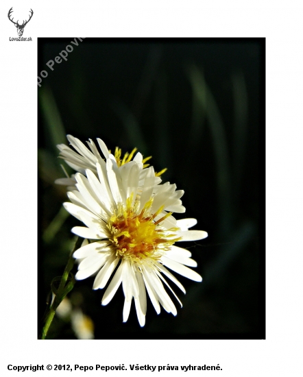 astra kopijovitolista/Aster lanceolatus Willd./