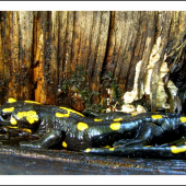 salamandra škvrnitá