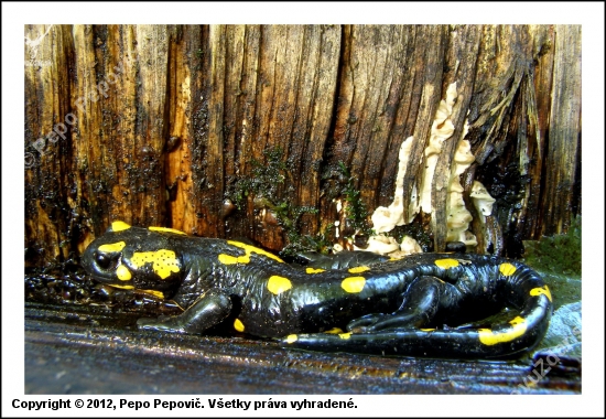 salamandra škvrnitá