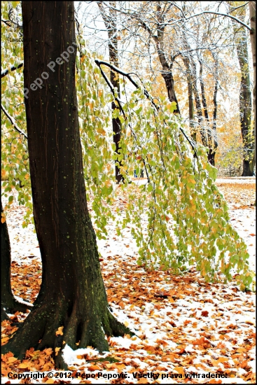 sniežik prekvapil