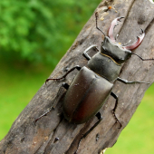 roháč /Lucanus cervus