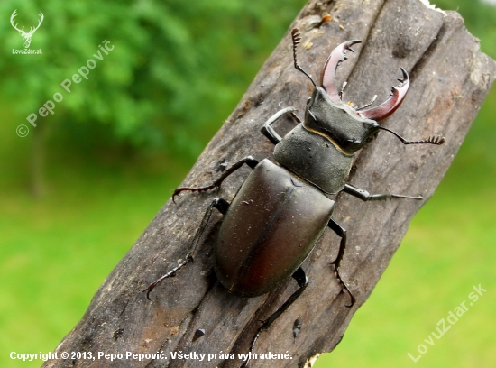 roháč /Lucanus cervus