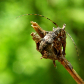 vrzúnik škvrnitý/Leiopus nebulosus Linnaeus 1758