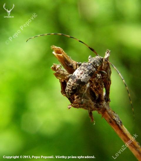 vrzúnik škvrnitý/Leiopus nebulosus Linnaeus 1758