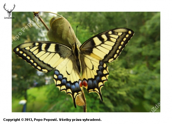 vidlochvost feniklový /Papilio machaon/