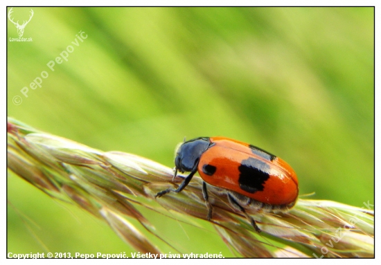 Clytra laeviuscula