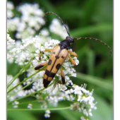 fúzač škvrnitý/  Strangalia maculata /