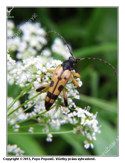 fúzač škvrnitý/  Strangalia maculata /