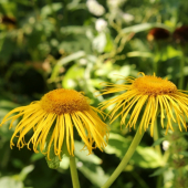 telekia ozdobná- Telekia speciosa (Schreb.) Baumg.