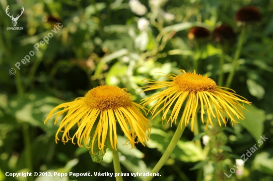 telekia ozdobná- Telekia speciosa (Schreb.) Baumg.