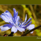 čakanka obyčajná /Cichorium intybus/