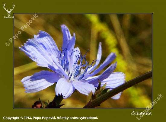 čakanka obyčajná /Cichorium intybus/