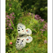 Parnassius apollo