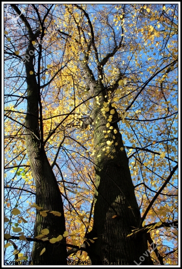 pohľad do korún.