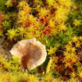 rebrovička  /Arrhenia sp./