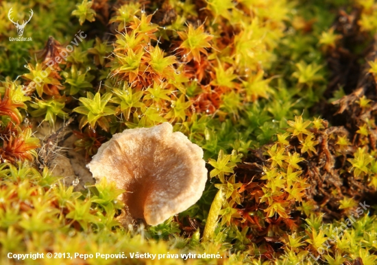 rebrovička  /Arrhenia sp./