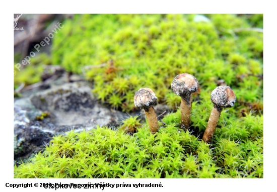 stopkovec /Tulostoma sp./