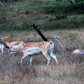 jeleň Sika Dybowskeho