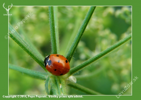 Harmonia axyridis