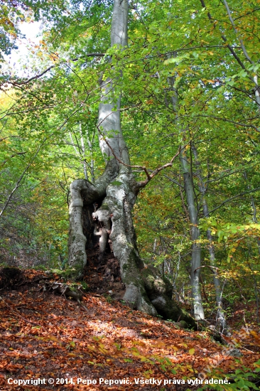 strom a jeho podivný kmeň