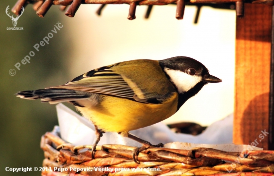 sýkorka bielíca-Parus major