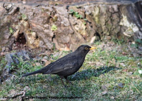 drozd čierny-Turdus merula