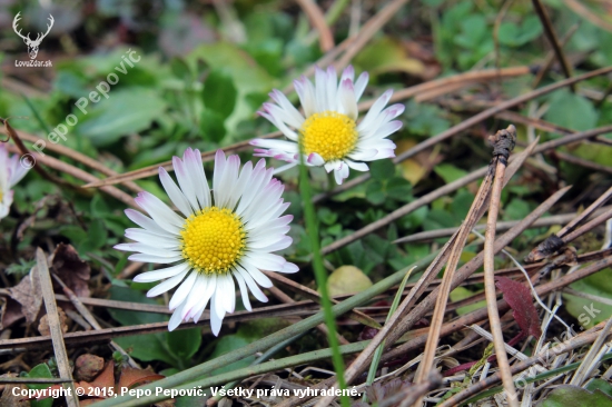 sedmokráska obyčajná /  Bellis perennis /