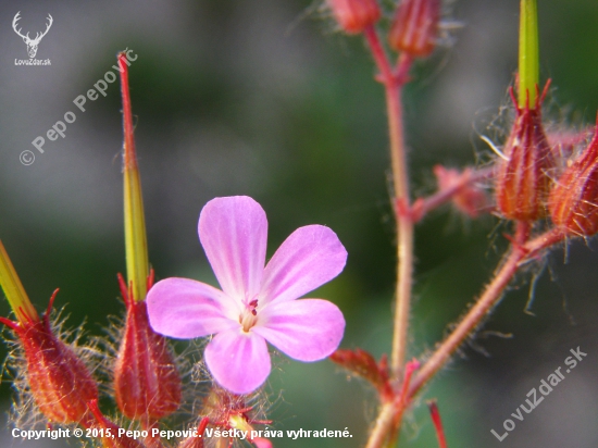 Geranium robertianum L.