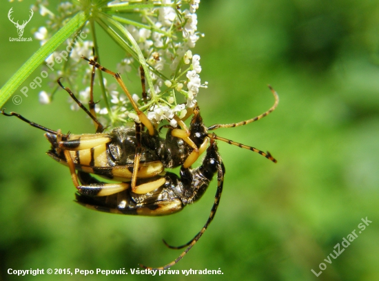 Rutpela maculata (fuzáč škvrnitý)