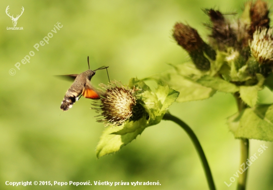 slovenský,,Kolibrík,,