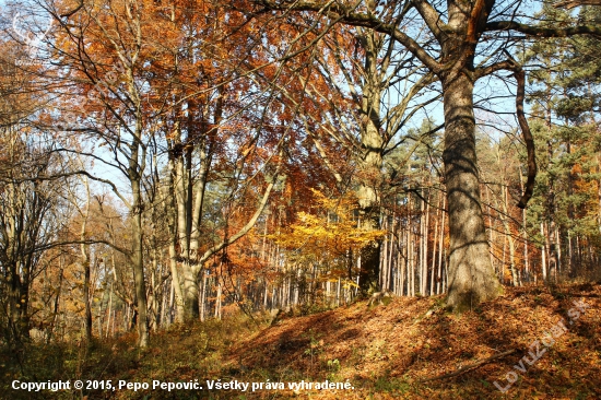 Stražovske pohorie