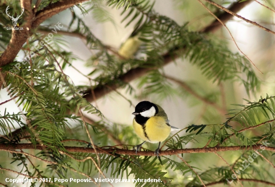 sýkorka bielolíca-Parus major